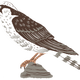 Northern Aplomado falcon